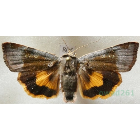 Noctua janthe (Borkhausen, 1792) Rolnica przepaska Czech80f